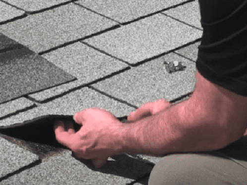 Lifting up an asphalt shingle on a shed roof